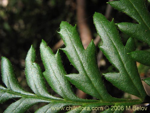 Lomatia ferrugineaの写真